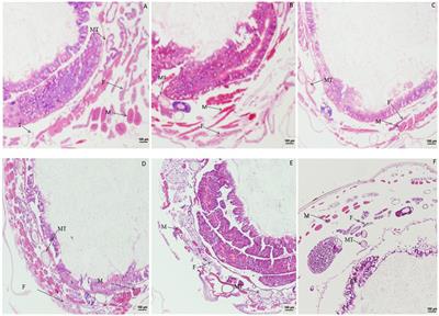 Effects of destruxin A on hemocytes of the domestic silkworm, Bombyx mori